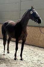 Diverse 4/5 jarige dressuurmerries en drachtige merrie, Dieren en Toebehoren, Paarden, Merrie, B, Gechipt, Dressuurpaard