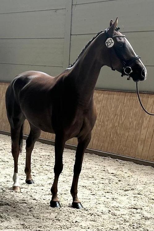 Diverse 4/5 jarige dressuurmerries en drachtige merrie, Dieren en Toebehoren, Paarden, Merrie, B, 3 tot 6 jaar, Dressuurpaard