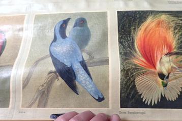 ophangdoek met VOGELS beschikbaar voor biedingen