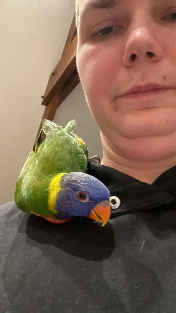 Lori papegaai Jef, Dieren en Toebehoren, Vogels | Parkieten en Papegaaien, Papegaai