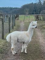 Alpaga, alpaca, Mannelijk
