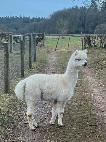 Alpaga, alpaca beschikbaar voor biedingen