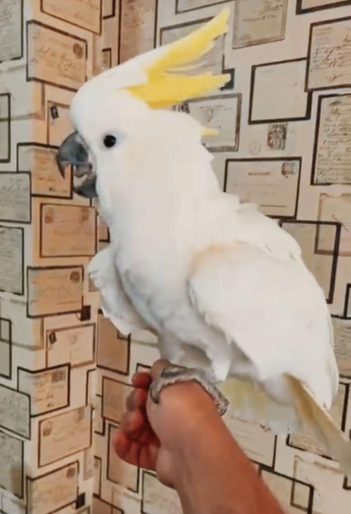Kaketoe papegaai maantje geelkuif, Dieren en Toebehoren, Vogels | Parkieten en Papegaaien, Papegaai, Mannelijk, Tam, Geringd