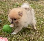 Kleinkeesjes / spitz / loulou, Dieren en Toebehoren, België, Keeshond, CDV (hondenziekte), 8 tot 15 weken