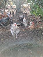 2 brahma hanen te koop, Dieren en Toebehoren, Pluimvee
