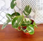 Epipremnum N'Joy kleine €5 en grotere planten €8-€10, Huis en Inrichting, Kamerplanten, Ophalen
