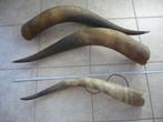 grote vintage hoorns longhorns Texas taxidermie, Ophalen, Gebruikt, Boerderijdier, Gewei of Kop