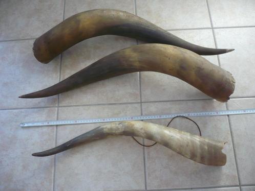 grote vintage hoorns longhorns Texas taxidermie, Verzamelen, Dierenverzamelingen, Gebruikt, Gewei of Kop, Boerderijdier, Ophalen