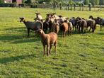 Ardense voskop 5 ramlammeren, Dieren en Toebehoren, Schapen, Geiten en Varkens