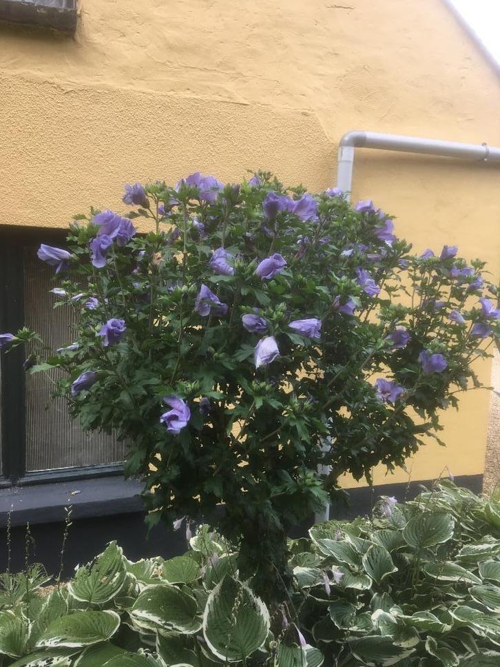 Hibiscus planten, Tuin en Terras, Planten | Tuinplanten, Vaste plant, Ophalen