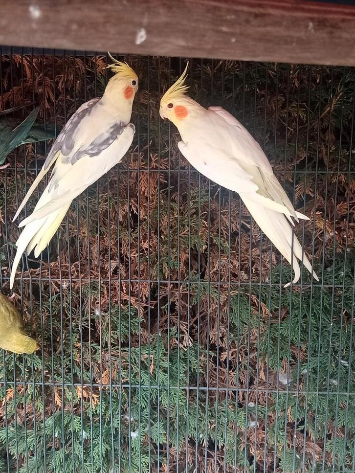 Koppel Valkparkieten, Dieren en Toebehoren, Vogels | Overige Vogels, Geringd