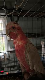 Rose kaketoe kweek man, Dieren en Toebehoren, Mannelijk, Papegaai, Geringd