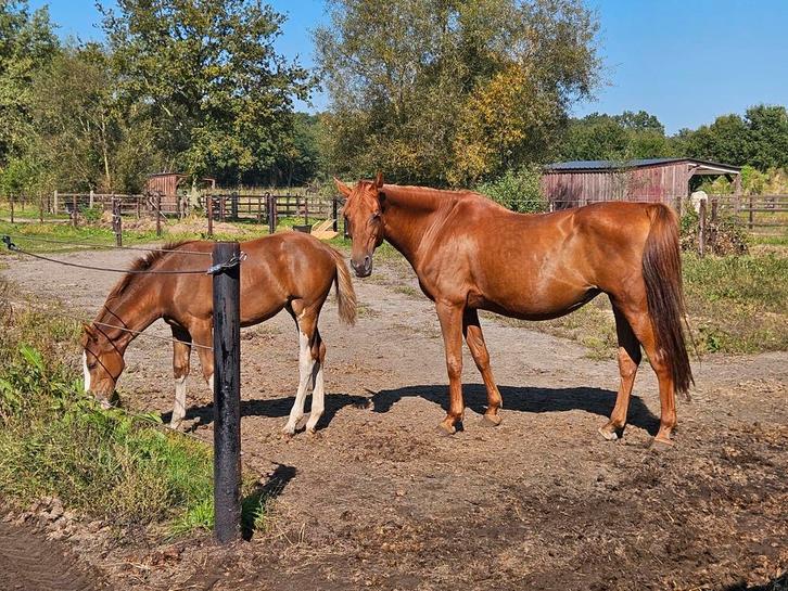 Fokmerrie met super bloedlijn en zeer knappe nakomelingen, Dieren en Toebehoren, Paarden, Merrie, Onbeleerd, 165 tot 170 cm, 11 jaar of ouder