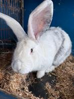 Magpi ram, Dieren en Toebehoren, Konijnen, Mannelijk, Groot, 0 tot 2 jaar