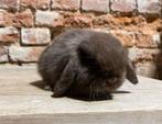 Minilop voedstertjes (transport mogelijk), Dieren en Toebehoren, Konijnen, Vrouwelijk, Dwerg, Hangoor, 0 tot 2 jaar