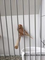 Cabaret barmsijs, Dieren en Toebehoren, Vogels | Overige Vogels, Vrouwelijk, Wildzangvogel, Geringd