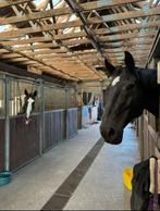 BOXES  Pensions CHEVAUX DISPONIBLES, Dieren en Toebehoren, Stalling en Weidegang, 4 paarden of pony's of meer