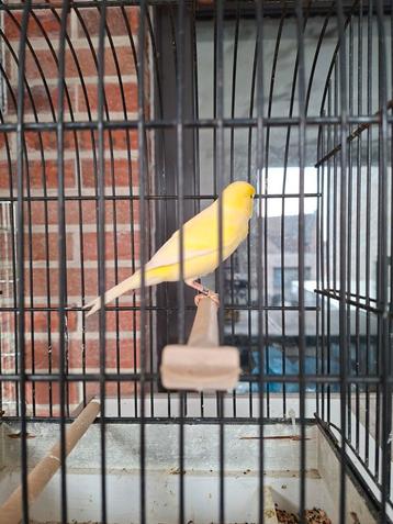 Na laatste selectie, 1kanarie pop 2025 beschikbaar voor biedingen