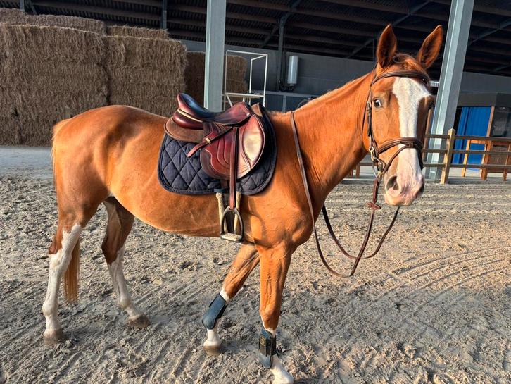 4 jarig springpaard, Comilfo Plus, Dieren en Toebehoren, Paarden, Ruin, M, 3 tot 6 jaar, Springpaard