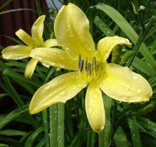 Hemerocallis en Liriope, Tuin en Terras, Planten | Tuinplanten, Vaste plant, Ophalen of Verzenden