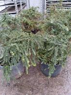 STRUIKKAMPERFOELIE LONICERA LIGUSTRINA, Tuin en Terras, Ophalen