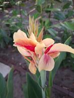 Diverse soorten canna zaden, Tuin en Terras, Bloembollen en Zaden, Ophalen of Verzenden