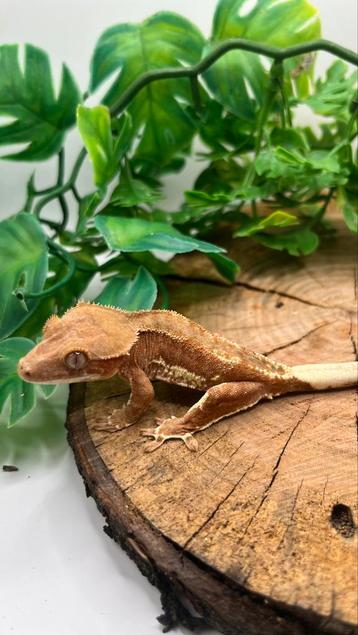 Gecko a crete wimpergecko crested gecko lilly white