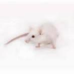 Levende muizen en ratten te koop bij csreptiles Venlo