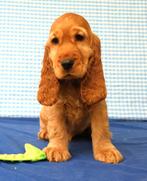 Super mooie Engelse cocker spaniel pups!, Dieren en Toebehoren, Honden | Retrievers, Spaniëls en Waterhonden, 15 weken tot 1 jaar
