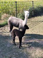Alpaca merrie met merrie aan de voet., Dieren en Toebehoren, Overige Dieren, Februari, Vrouwelijk