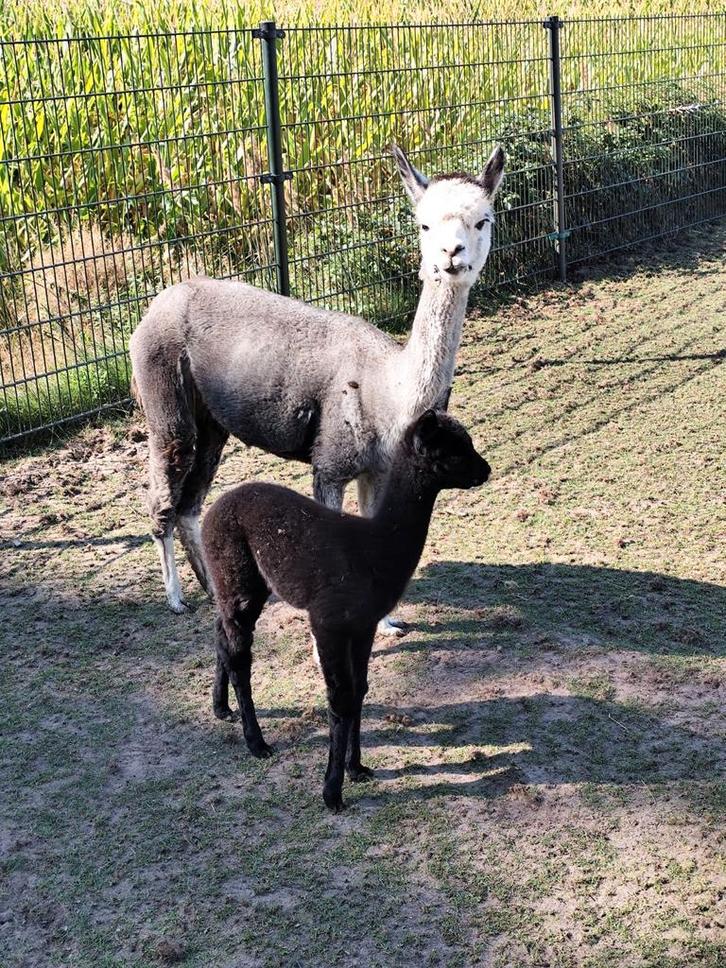 Alpaca merrie met merrie aan de voet., Dieren en Toebehoren, Overige Dieren, Vrouwelijk, Februari