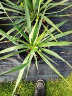 Yucca gloriosa, En pot, Enlèvement, Été, Moins de 100 cm
