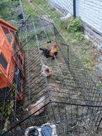 Broedeieren belgische kriel beschikbaar, Dieren en Toebehoren, Pluimvee