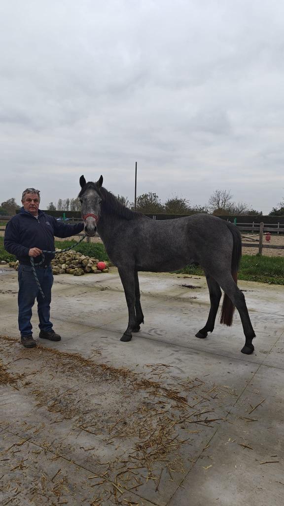 D pony zoekt ruiter, Dieren en Toebehoren, Pony's, Ruin, Onbeleerd, D pony (1.37m tot 1.48m), Springpony, 3 tot 6 jaar, Met stamboom