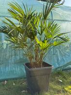 Pot met 3 Trachycarpus palmbomen eigen kweek, Tuin en Terras, Planten | Bomen, Ophalen