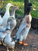 Indische loopeend koppels, Dieren en Toebehoren, Pluimvee