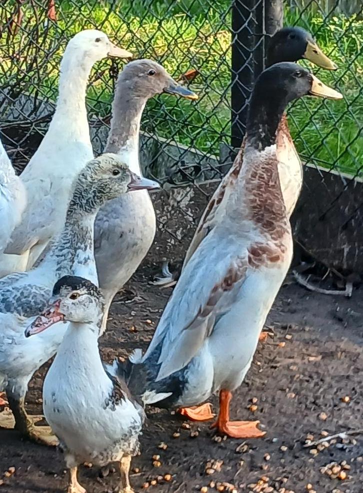 Indische loopeend koppels, Dieren en Toebehoren, Pluimvee