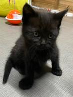 6 kittens zoeken een nieuwe thuis, Animaux & Accessoires, Chats & Chatons | Chats de race | Poil ras, Sexe inconnu, 0 à 2 ans