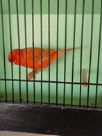 Isabel rood, Dieren en Toebehoren, Mannelijk, Kleurkanarie