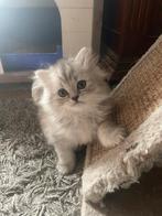 Britse kortharige en langharige kittens, Dieren en Toebehoren, Poes, Gechipt, 0 tot 2 jaar