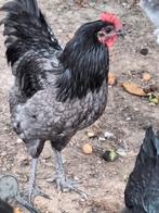 Australorp, Mannelijk, Kip