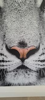 Grote print/poster van tijger op alu dibond, Huis en Inrichting, Woonaccessoires | Schilderijen, Tekeningen en Foto's, Ophalen