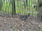 Aarschots hoen hennen, Dieren en Toebehoren, Pluimvee