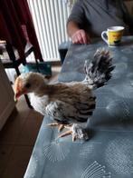 Sabelpootjes/shabo haantjes, Dieren en Toebehoren, Pluimvee