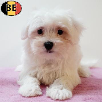 Bichon Maltais - chiots belges à vendre, Commerçant, Bichon maltais, 8 à 15 semaines, Plusieurs