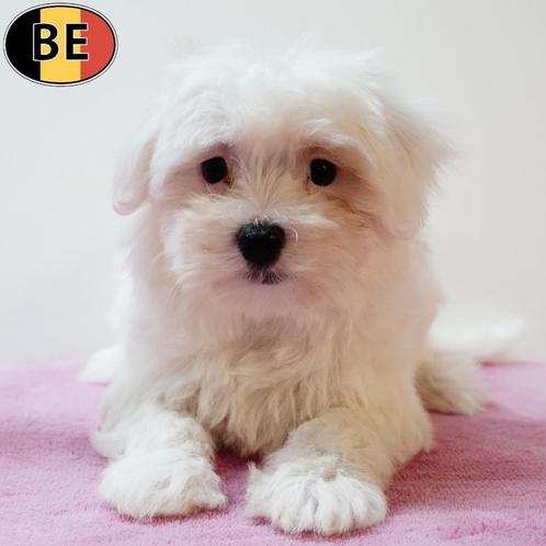 Maltezer - Belgische pups te koop, Dieren en Toebehoren, Honden | Chihuahua's en Gezelschapshonden, Meerdere dieren, Maltezer