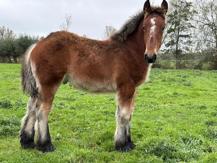 Belgisch trekpaard hengst 2025, Dieren en Toebehoren, Paarden en Pony's | Dekhengsten en Fokmerries, Hengst