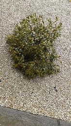 Maretak, mistletoe meerdere stuks beschikbaar, Huis en Inrichting, Woonaccessoires | Droogbloemen, Ophalen