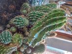 Cactus- en vetplantenfamilie, Ophalen, Cactus, In pot