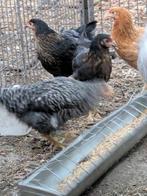 koekoekskleurige legkippen, Dieren en Toebehoren